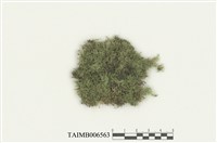 藏品(密羽梳苔)的圖片